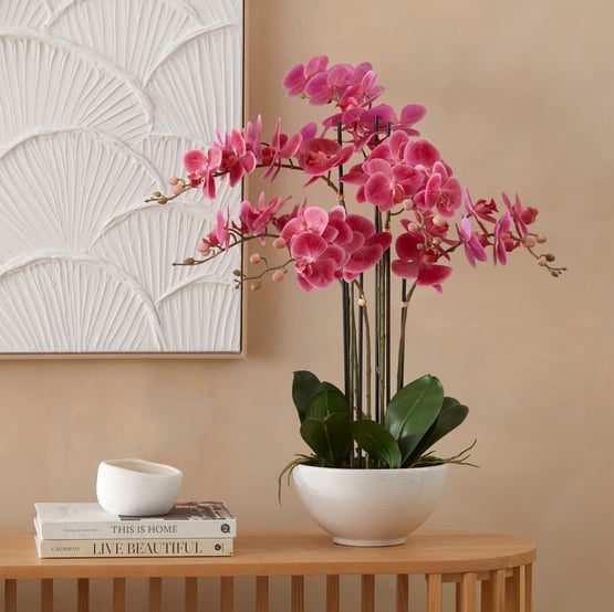 Phalaenopsis Wildberry 6 Stem Orchid